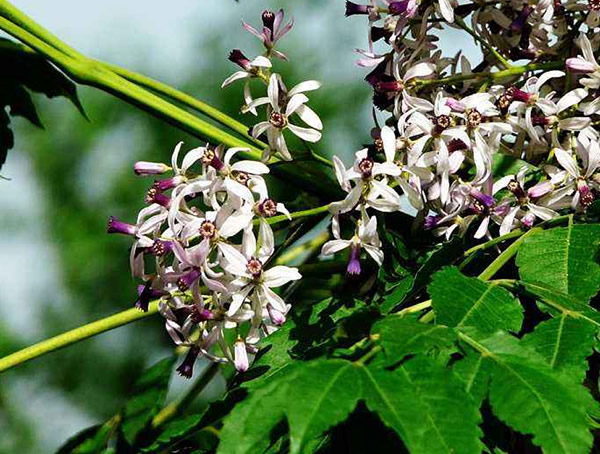 苦楝树图片大全，最新苦楝树图片欣赏