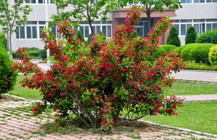 红王子锦带报价