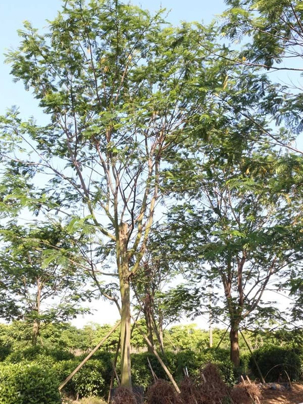 怎样区别银合欢、凤凰木、南洋楹？