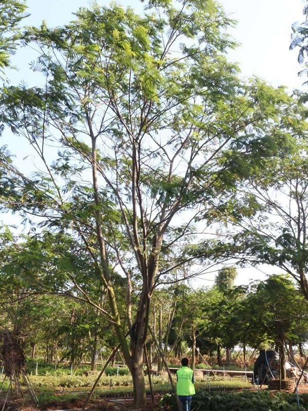 南洋楹的形态特征是什么样的？有哪些药用价值？