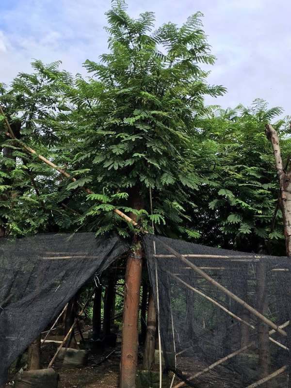 南洋楹木和香杉木哪个好？