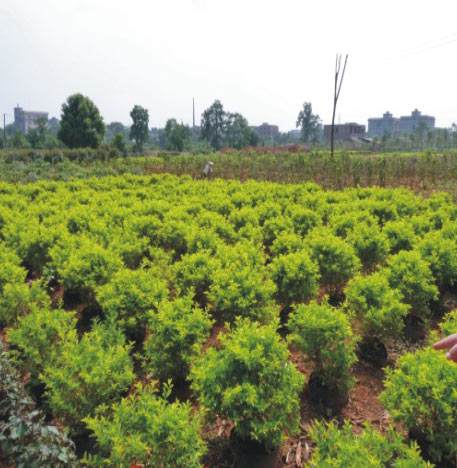 黄叶假连翘报价