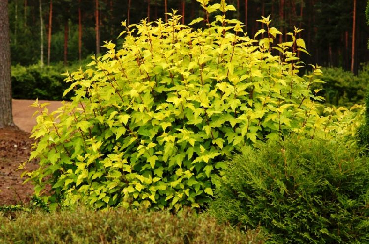 金叶风箱果报价