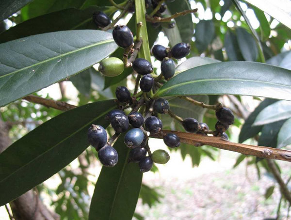 棱角山矾的形态特征有哪些？