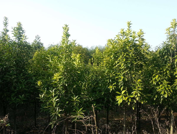 棱角山矾在园林中的应用现状如何？