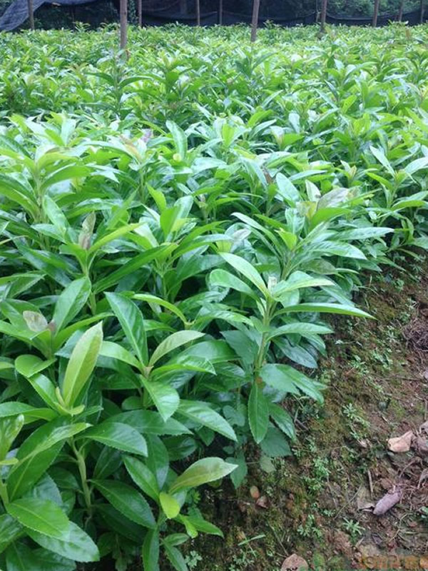 棱角山矾图片大全，最新棱角山矾图片欣赏