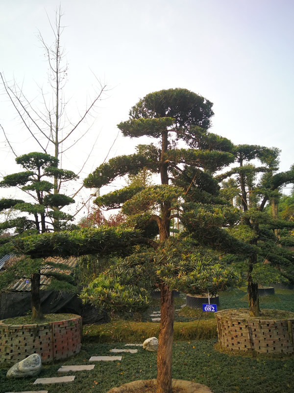 种了几年的日本罗汉松突然枯萎了怎么办？