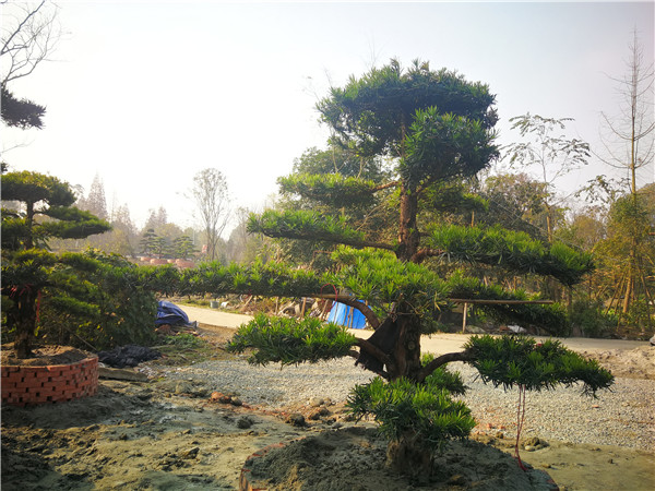 水培日本罗汉松的方法及注意事项？