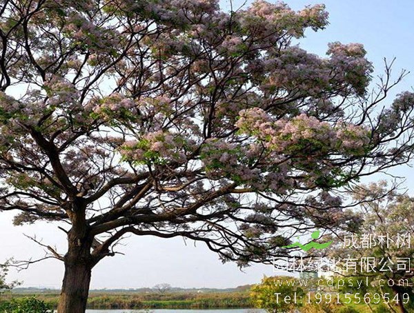 苦楝树图片大全，最新苦楝树图片欣赏