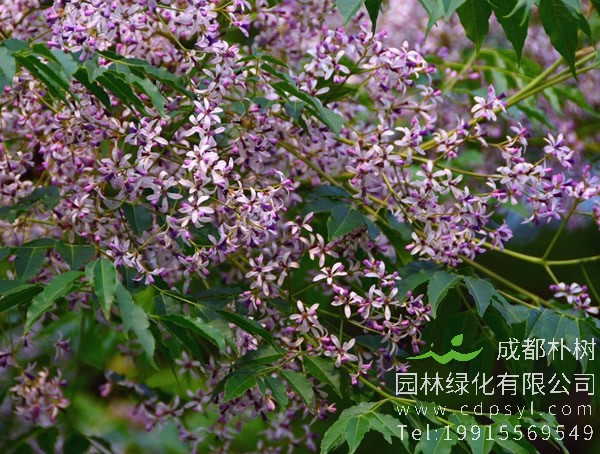 苦楝树图片大全，最新苦楝树图片欣赏