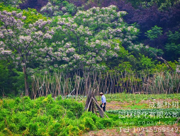 苦楝树图片大全，最新苦楝树图片欣赏