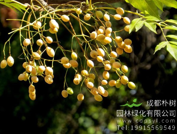 苦楝树图片大全，最新苦楝树图片欣赏