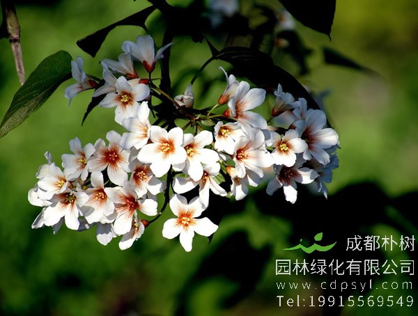 油桐图片大全，最新油桐花的图片欣赏