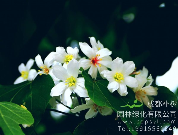 油桐图片大全，最新油桐花的图片欣赏