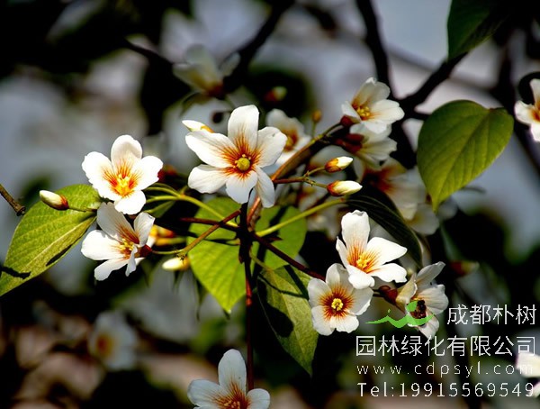 油桐图片大全，最新油桐花的图片欣赏