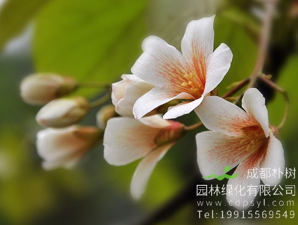 油桐图片大全，最新油桐花的图片欣赏