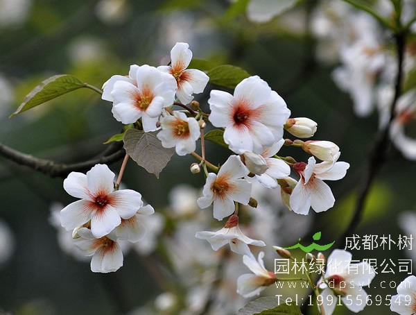 油桐图片大全，最新油桐花的图片欣赏