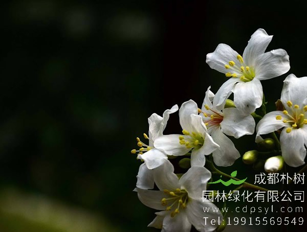 油桐图片大全，最新油桐花的图片欣赏