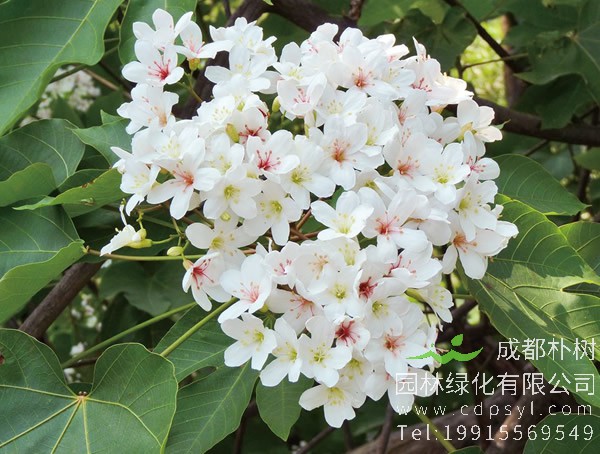 油桐图片大全，最新油桐花的图片欣赏