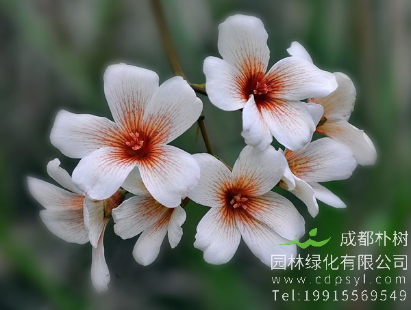 油桐图片大全，最新油桐花的图片欣赏