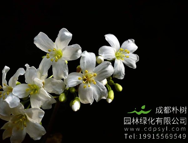 油桐图片大全，最新油桐花的图片欣赏