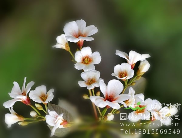 油桐图片大全，最新油桐花的图片欣赏