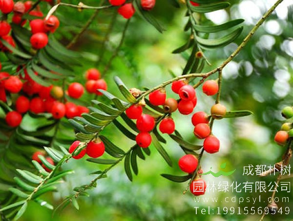 红豆树图片大全，最新的海南红豆树图片欣赏