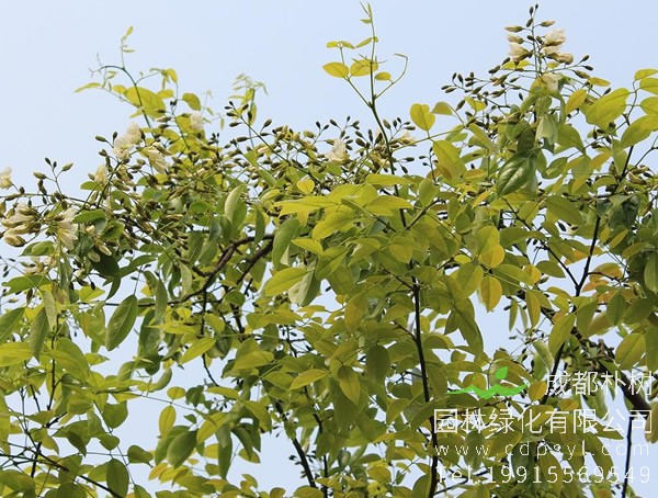 红豆树图片大全，最新的海南红豆树图片欣赏