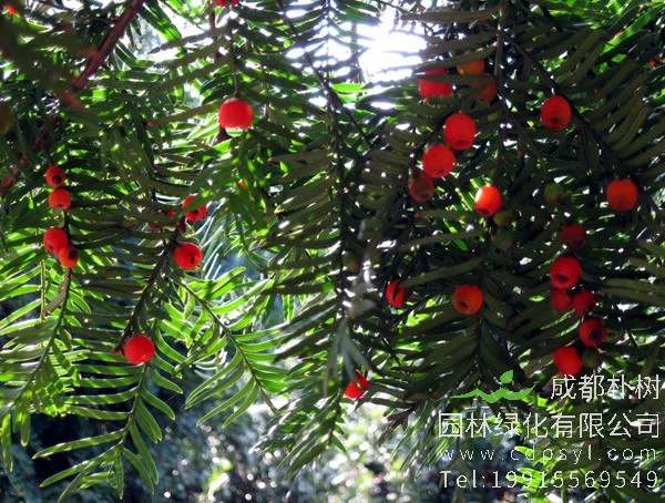 红豆树是怎么种植的？红豆树种植技巧简要介绍