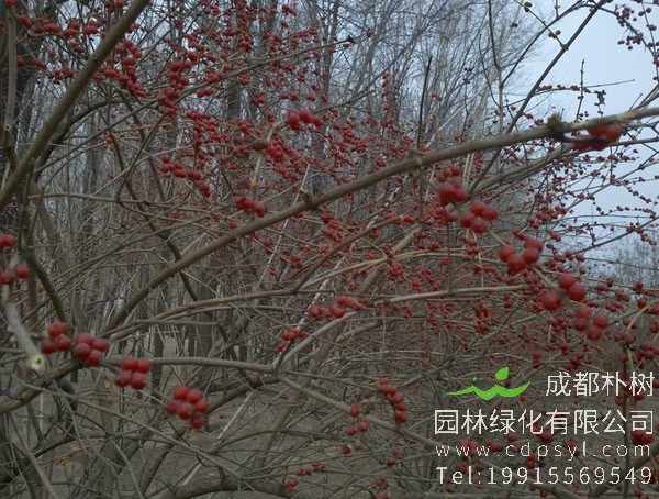 红豆树图片大全，最新的海南红豆树图片欣赏