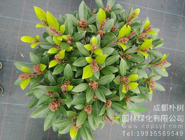 红豆树如何养？红豆树几年成材？