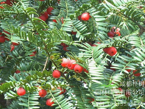 红豆树图片大全，最新的海南红豆树图片欣赏