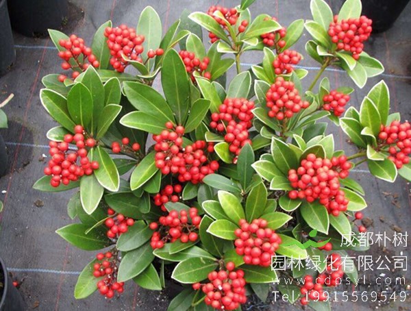 红豆树图片大全，最新的海南红豆树图片欣赏