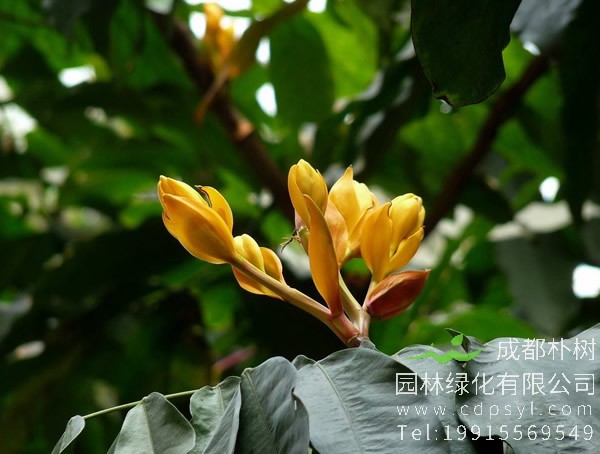 中国无忧树图片大全，最新无忧树图片欣赏