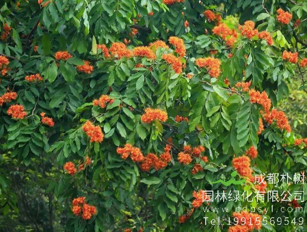 无忧树什么时候开花？怎么使无忧树开花？