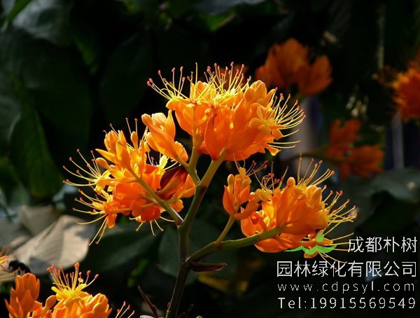 无忧树的花和果实有哪些特征？