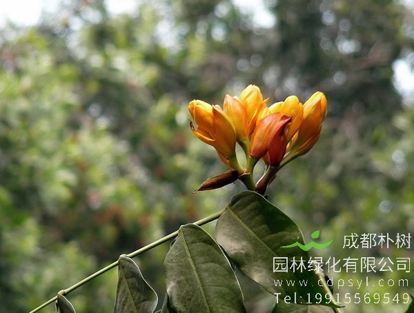 无忧树的栽培技术有哪些？