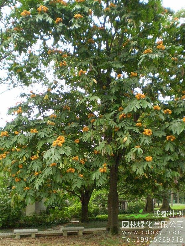 中国无忧树图片大全，最新无忧树图片欣赏