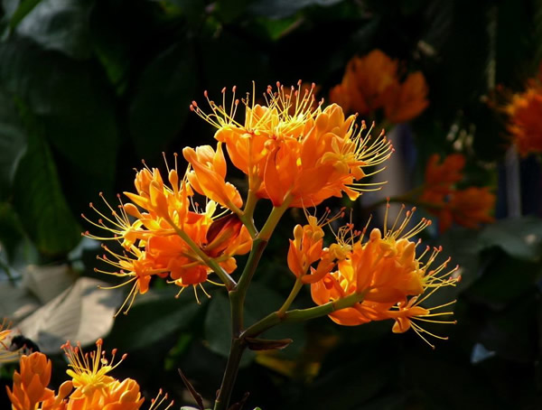 无忧树的花和果实有哪些特征？