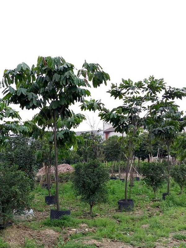 无忧树也叫什么树？无忧树的别名有哪些？