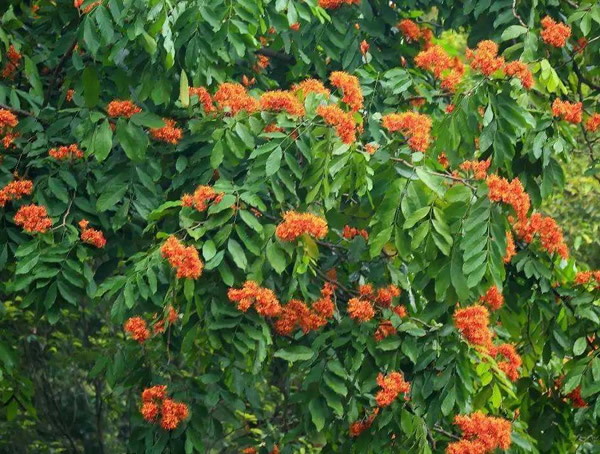 无忧树什么时候开花？怎么使无忧树开花？