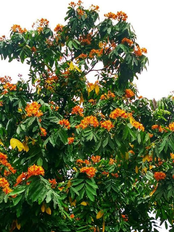 中国无忧树图片大全，最新无忧树图片欣赏