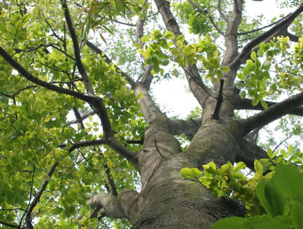 红豆树是什么？红豆树长什么样？