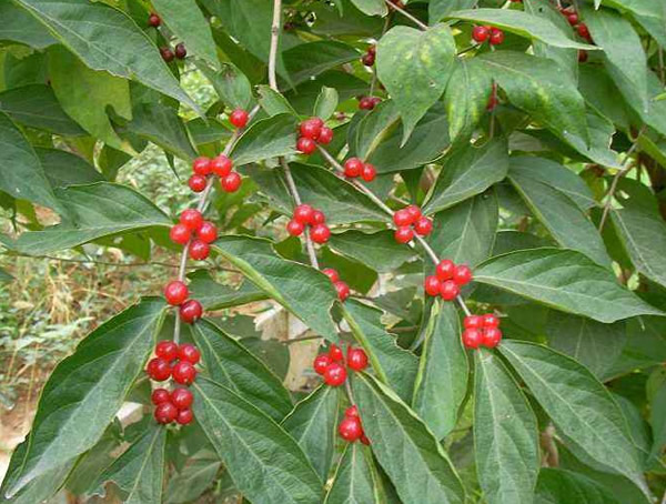 怎么分辨红豆树和红豆杉？