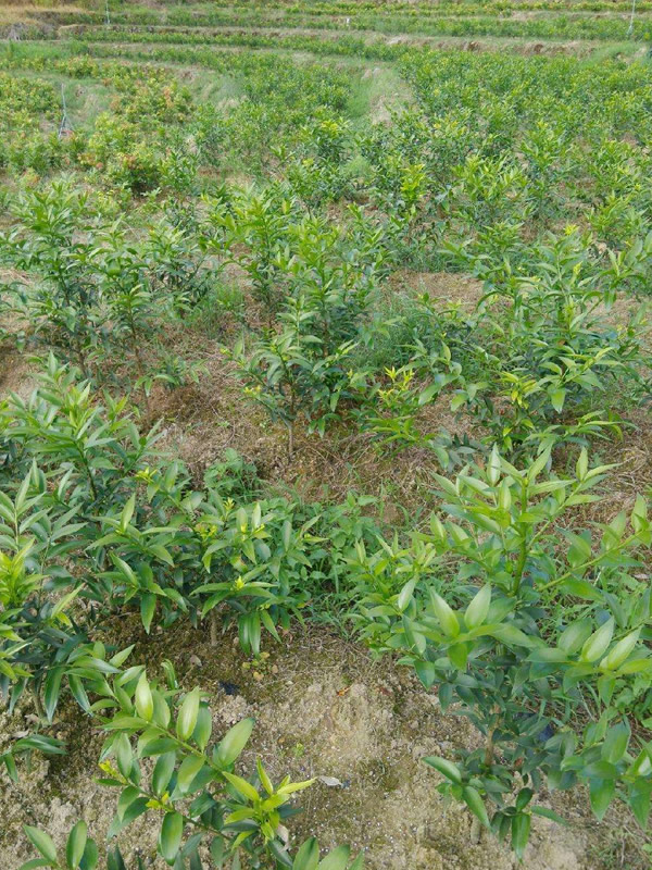 红豆树为什么被称为风水树？