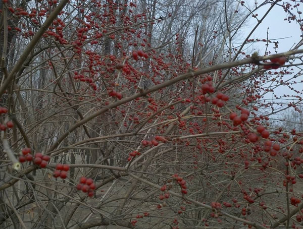 红豆的用处有什么？红豆树是什么样的？