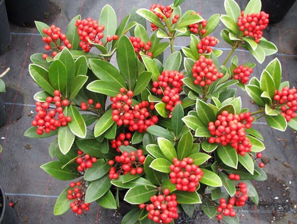 红豆树的功效与作用，红豆树有什么用途？