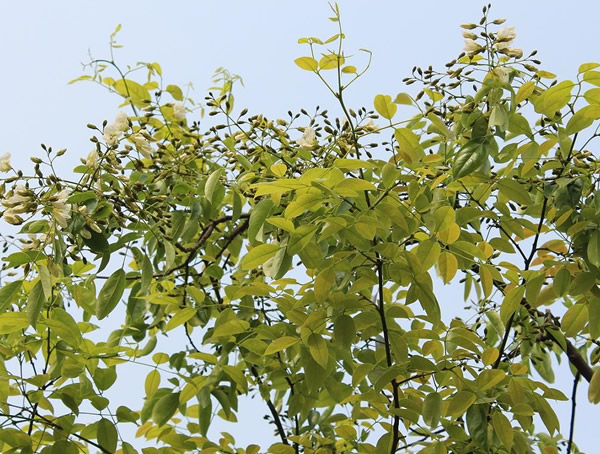 红豆树图片大全，最新的海南红豆树图片欣赏