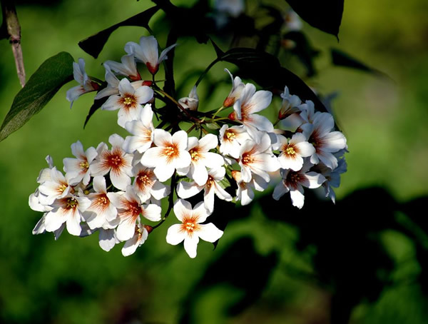 油桐、泡桐以及梧桐有哪些区别？