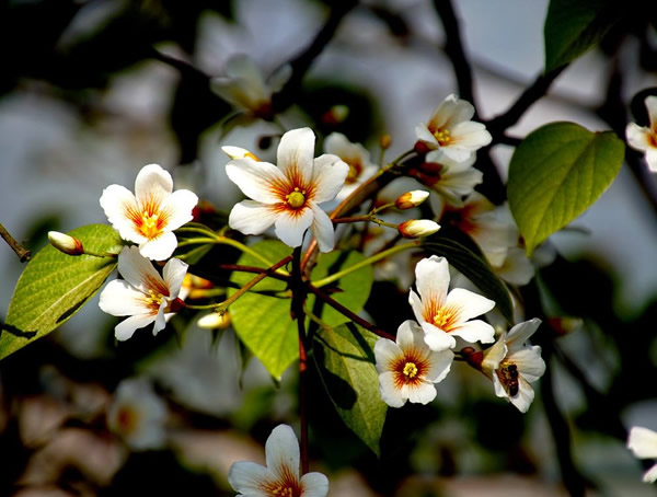 油桐树一般在什么时候开花？
